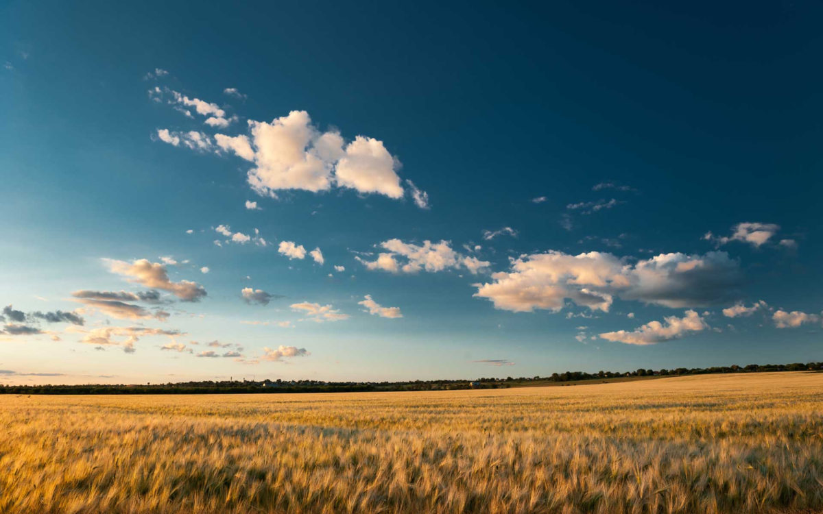 Organic Food for Highly Active People